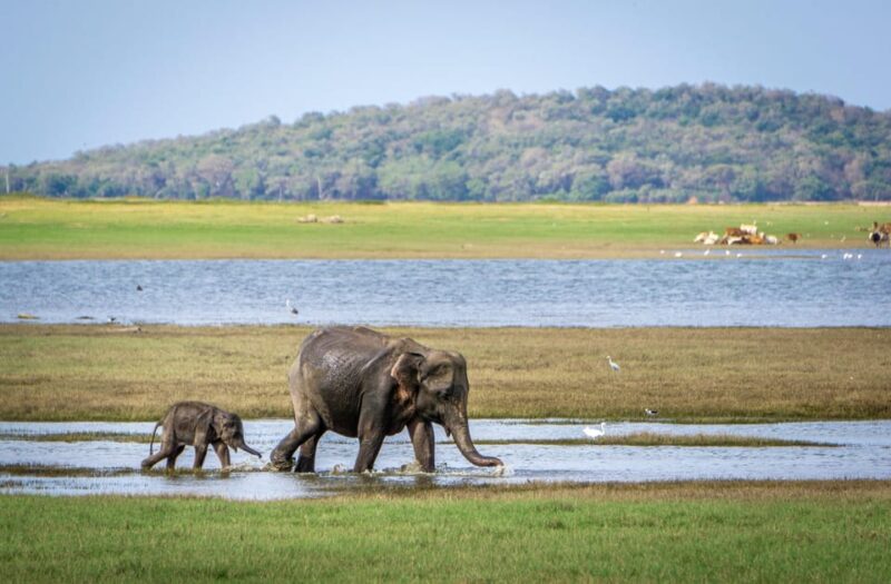 Sri Lanka Cultural Triangle With Hill-Country 4-Day Tour - Itinerary Highlights