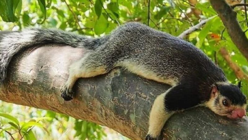 Sri Lanka Package Tour - Good To Know