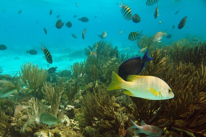 Stingray City and Barrier Reef Snorkel - Meeting and Pickup Information