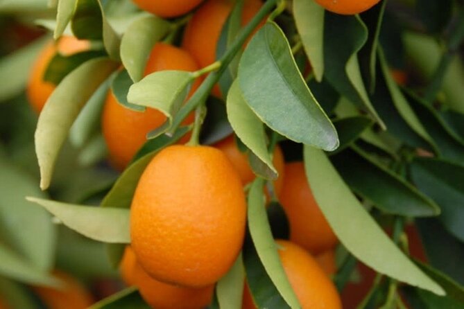 Stories of Food and Culture of the Old Town of Corfu Tour - Taking in Corfus History