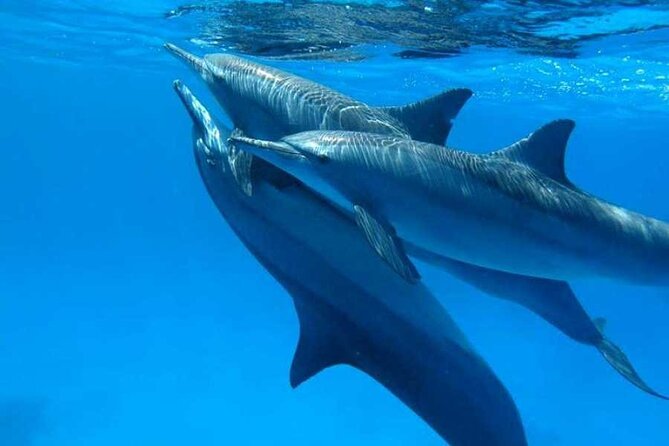 Swimming With Dolphins in Sharm El Shaikh - Inclusions and Participation Guidelines