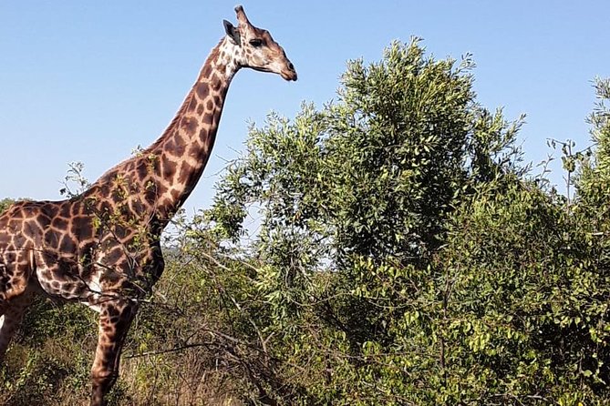 Tala Game Reserve. Natal Lion Park and Valley of 1000 Hills - Booking and Cancellation Policy