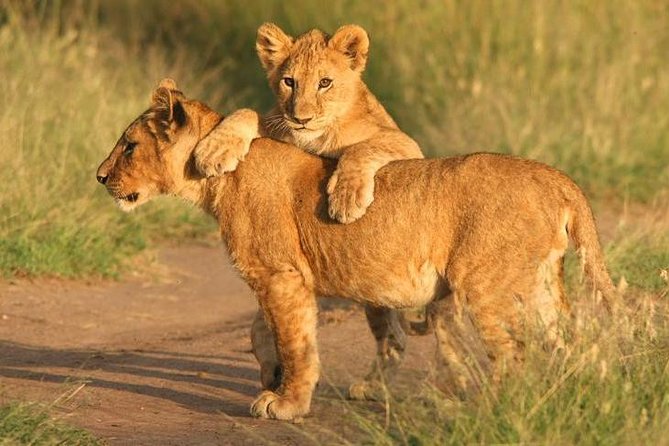 Tanzania Safari 10 Days- Serengeti, Lake Manyara, Ngorongoro Crater. - Itinerary Highlights