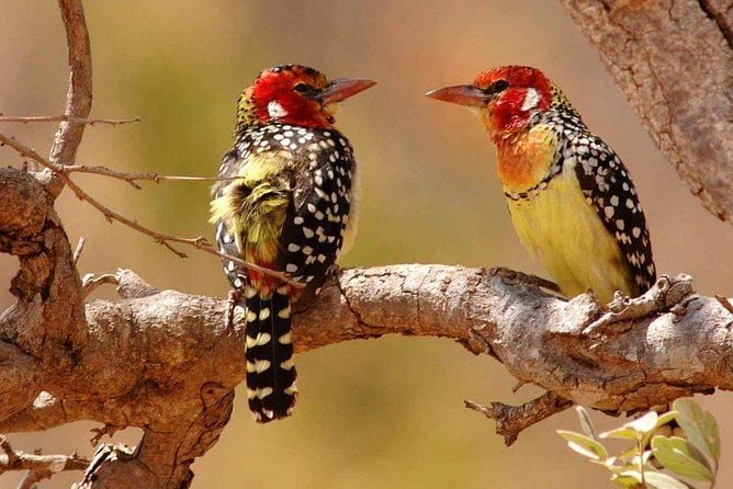 Tanzania Safari Join Group - Inclusions