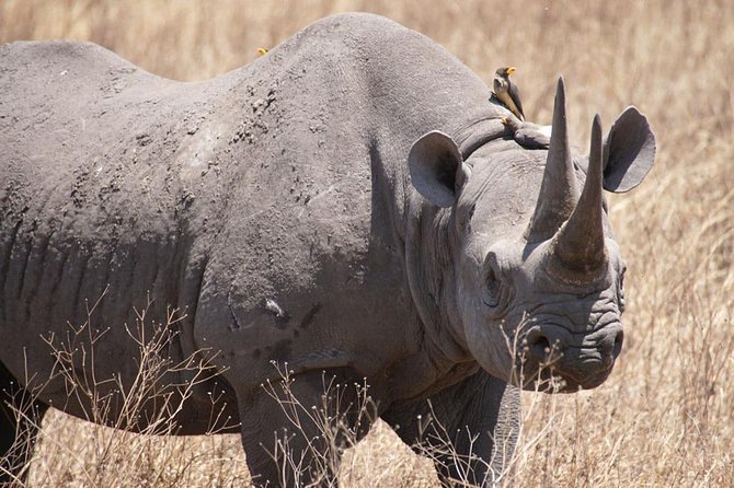 Tanzania Safari With Guide in Italian, the Great Migration of the Serengeti - Benefits of a Guided Safari