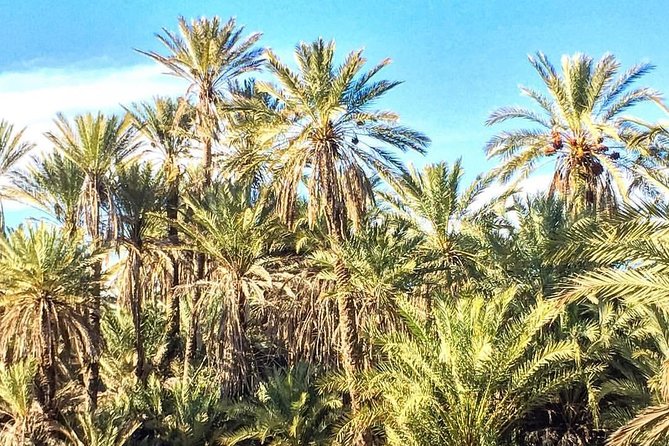 Taroudant the Berber City +The Oasis of Tiout Village - Itinerary Highlights