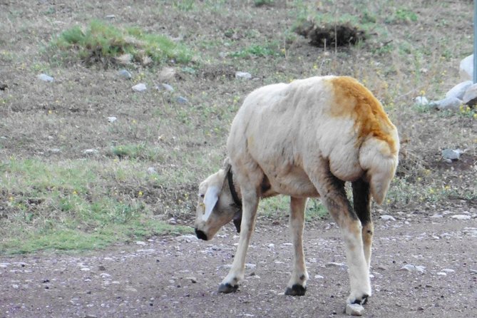 Taurus Mountains Trekking Tour (3723m) - Included Amenities