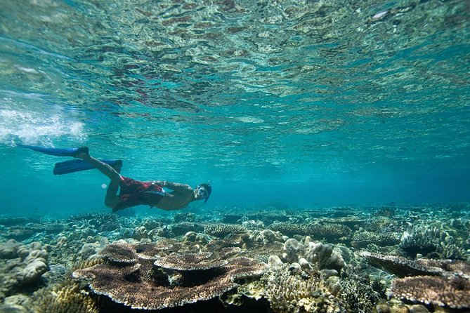 Tenerife Turtle and Snorkel Tour From Costa Adeje - Incident Overview and Safety Concerns