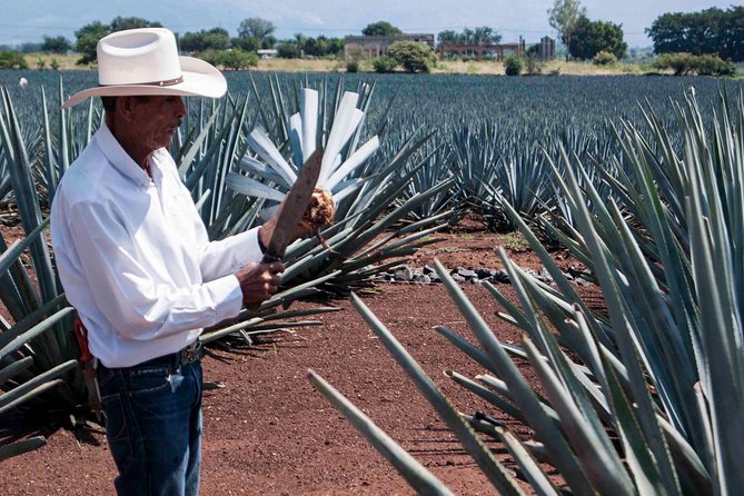 Tequila Distillery Experience, Jose Cuervo & Tequila Magic Town - Tequila Distillery Tour and Tasting