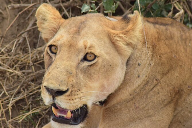 The Best 4 Days Serengeti & Ngorongoro Private Mid-range Safari - Inclusions and Highlights