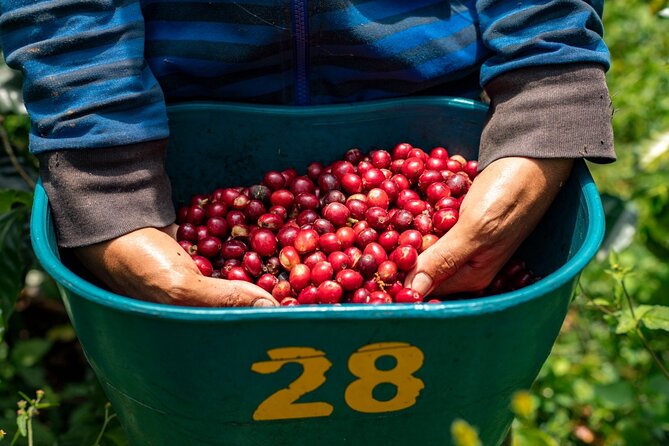 The Best Half Day Coffee Farm Tour on Medellin - Brewing the Perfect Cup of Coffee