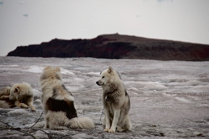 The Best of Nuuk Walking Tour - Highlights of the Experience