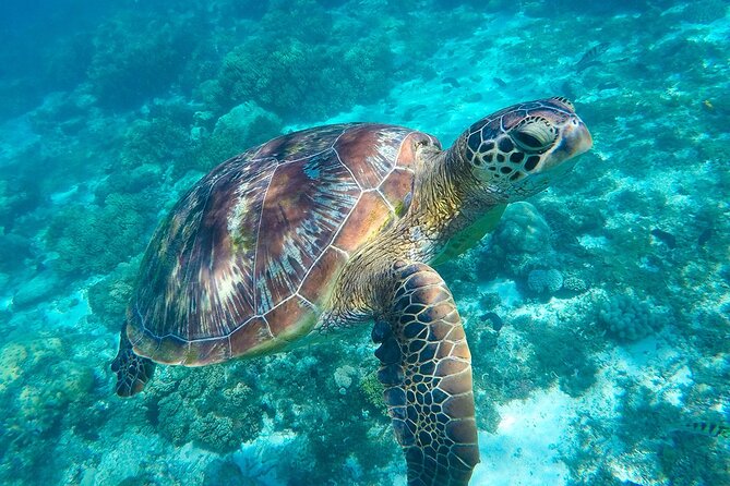 The Great Snorkeling Adventure at the Riviera Maya Private Tour - Inclusions
