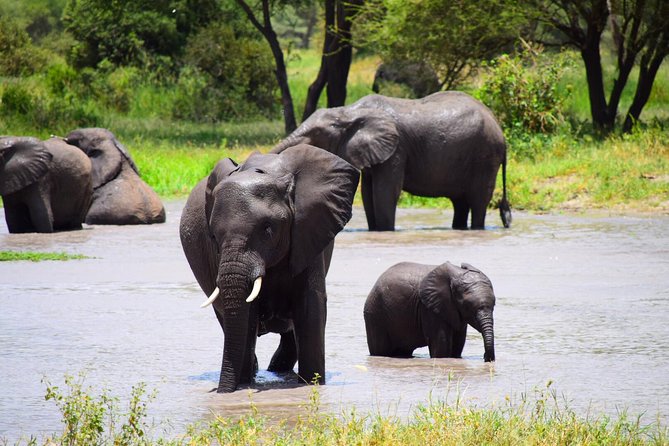 The Guide for the Best 4-Day Tanzania Private Safari in /2025 - Serengeti and Ngorongoro Highlights