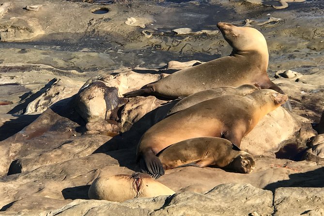 The La Jolla Tour - Inclusions and Pricing