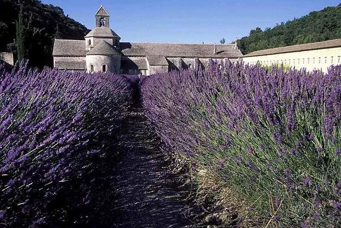 The Lavender Country - Private Tour With a Local Guide - Exploring Avignon