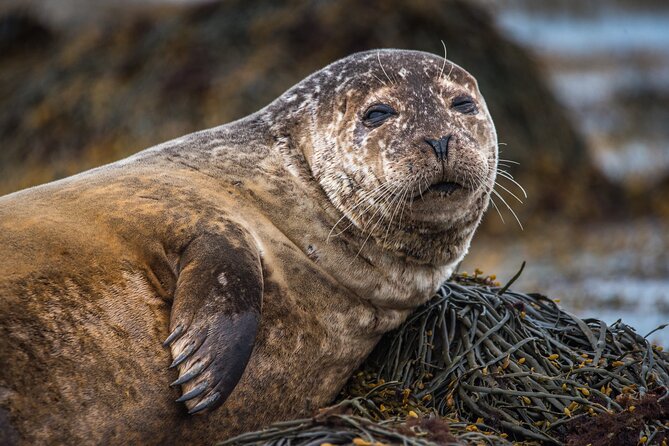 The Magical Snæfellsnes Peninsula Premium Tour 6 Person - Unwind in Natures Splendor