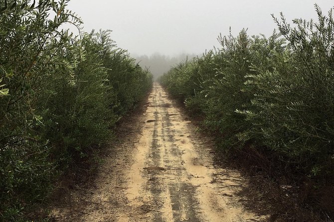 The Olive Grove Tour - The Olive Oil Tasting Experience