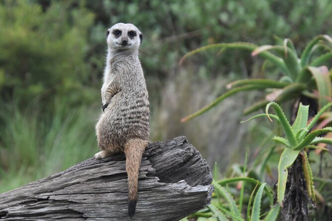 The Private Wildlife Tour - What to Expect