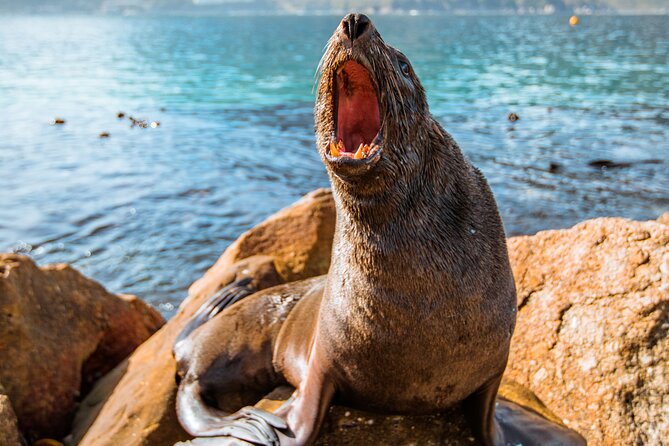 The Road Trip (Cape Point & Penguins) - Private Tour - Inclusions and Exclusions