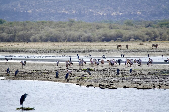The Ultimate 2 Days Tanzania Safari: A World-Class Experience - Airport and Accommodation Details