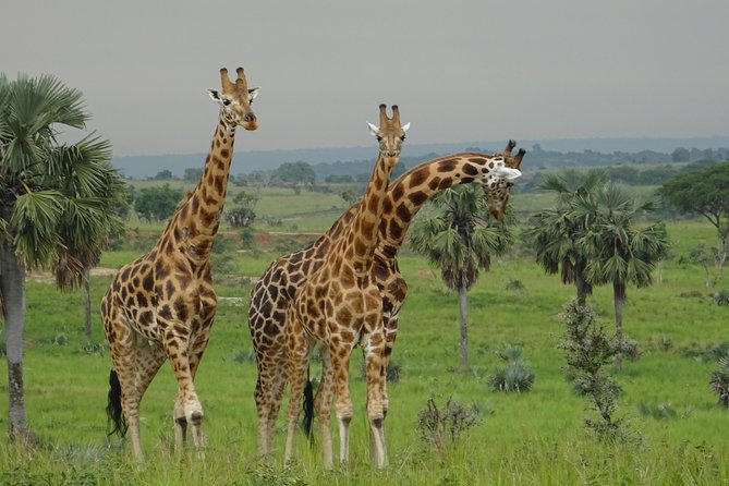 Three Days Murchison Falls National Park Tour in Uganda - Transportation Details