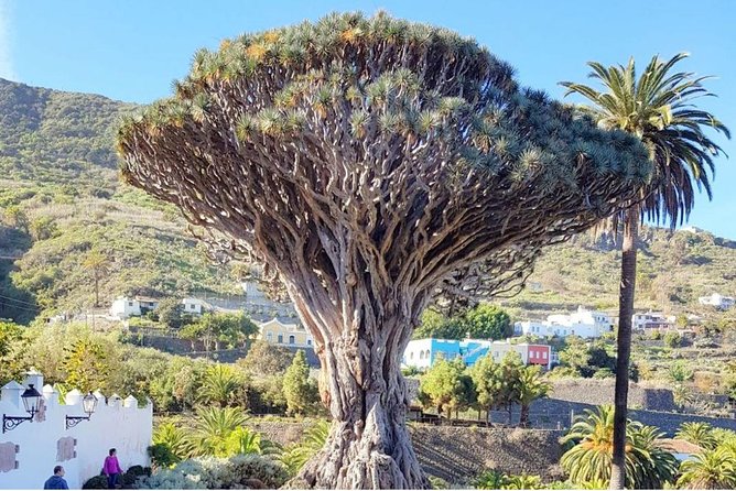 Ticket to Parque Del Drago in Tenerife - Endemic Canarian Plant Diversity