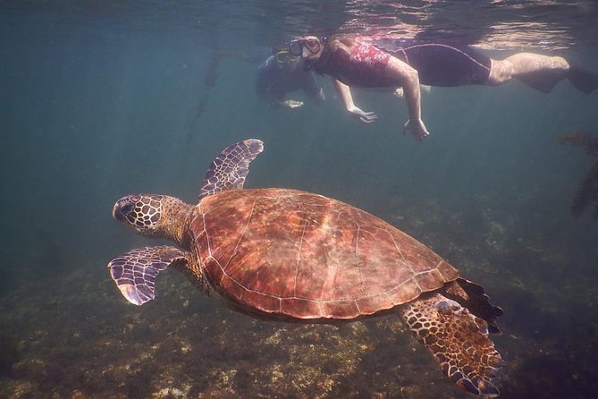 Tintoreras Islet Tour From Isabela - Hiking & Snorkeling in Galapagos Islands - Exploring Las Tintoreras