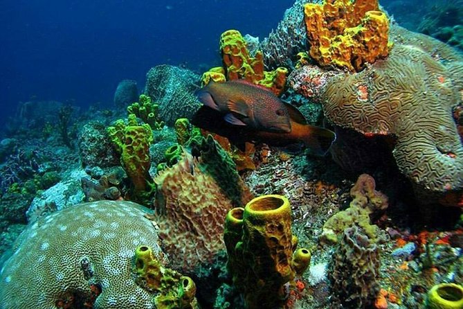 Tobago Buccoo Reef Tours - Health and Accessibility Considerations