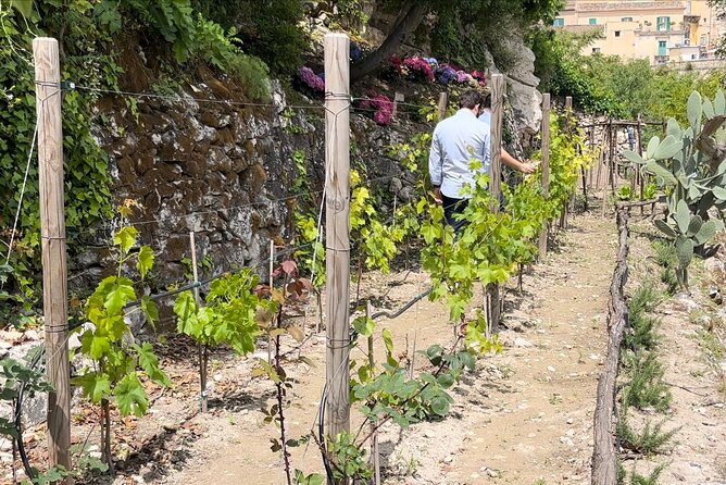 Tour in the Heady Scents of Our Garden in Ragusa - Diverse Plant Varieties Discovered