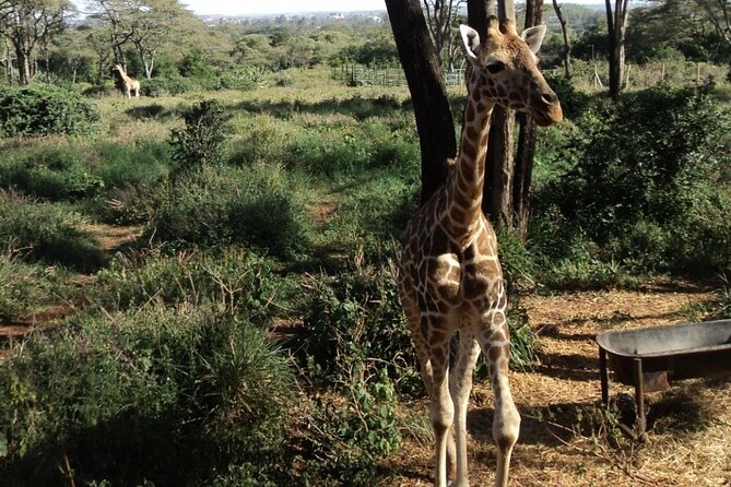Tour to Giraffe Center From Nairobi - Key Highlights of the Tour