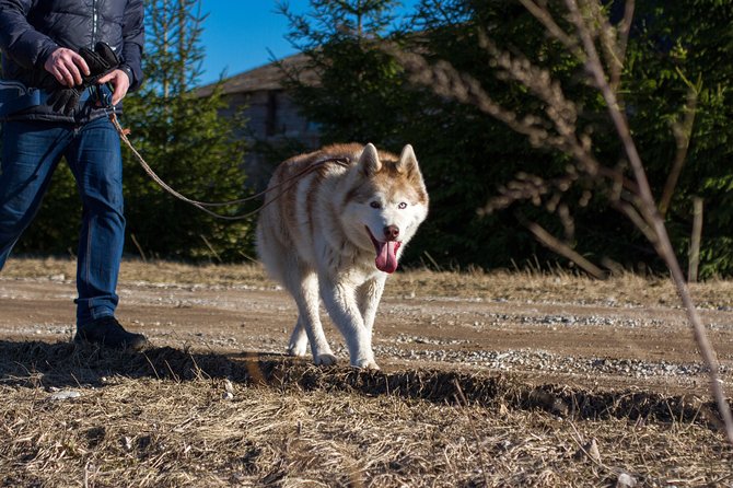 Tour to Husky Park With Cani-Cross Hike - Bonding With Canines