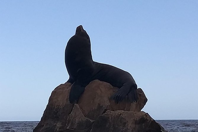 Tour to the Arch From Cabo San Lucas - Tour Experience and Activities