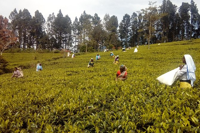 Trekking & Picnic in The Tea Plantation From Ella, Haputale & Bandarawela - Whats Included