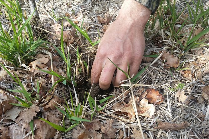 Truffle Hunt & Bio Lunch in Assisi - Guided Winery Visit and Tasting