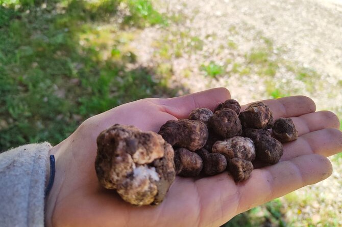 Truffle Hunting in the Sicani Mountains: a Unique Experience in Sicily - Savoring Sicilian Truffle Delicacies