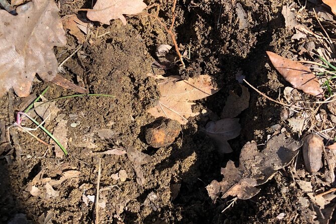 Truffle Hunting & Tasting in San Miniato Tuscany With Dogs - Taking in the Truffle Tasting Experience
