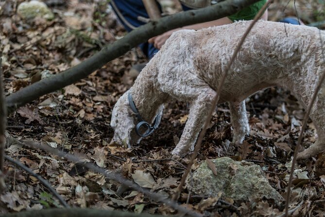 Truffle Lunch & Hunting Experience in San Gimignano - Truffle Hunting With Experts