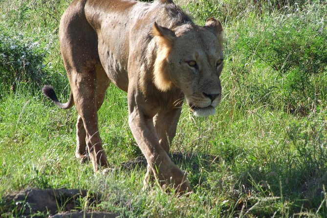 Tsavo East Amboseli and Tsavo West Safari 4 Days Starting Malindi - Inclusions and Amenities