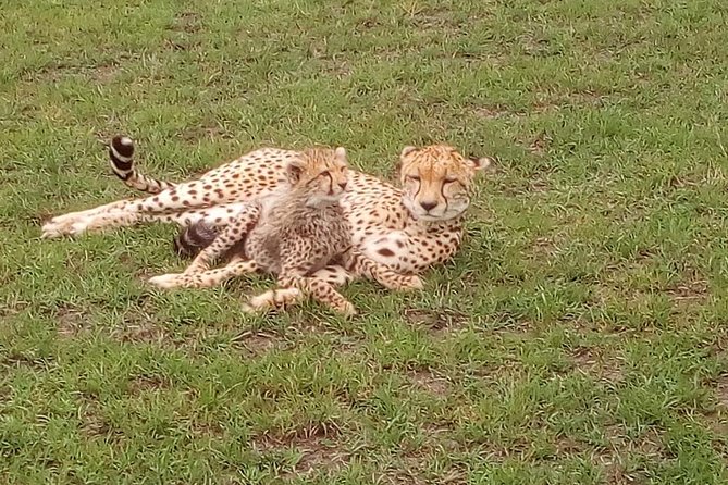 Tsavo East & West, Amboseli 5days From Mombasa - Accommodation and Meals
