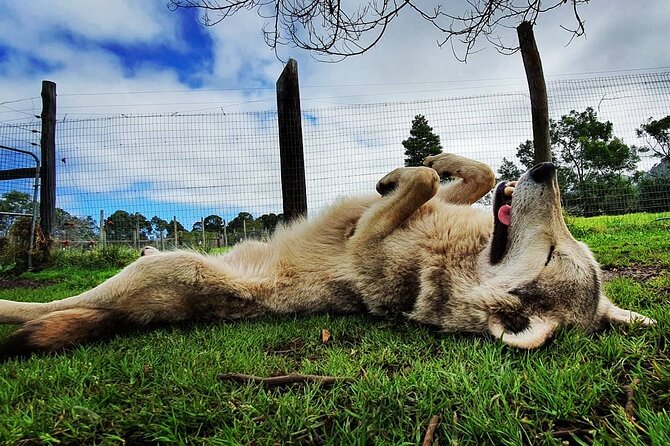 Tsitsikamma Wolf Sanctuary Guided Tour & Day Pass - Pricing and Availability
