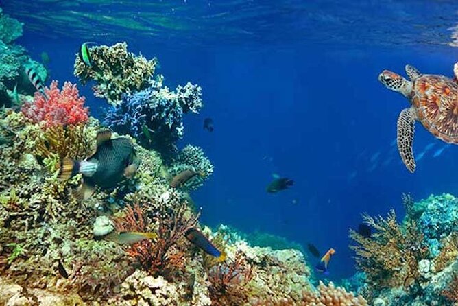 Tulum Area Experiences Guided 2 Tank Scuba Dive Casa Cenote & Barrier Reef-Lunch - Guides and Safety Measures