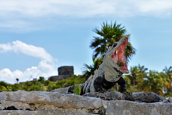 Tulum Guided Tour and Cenote Swim From Playa Del Carmen - Meeting and Pickup