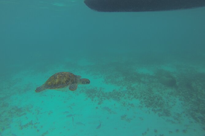 Tulum Private Boat Tour & Turtle Snorkeling Experience - Itinerary & Activities