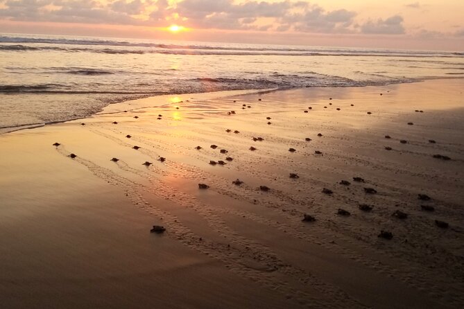 Turtle Release Playa Blanca - Transportation and Pickup