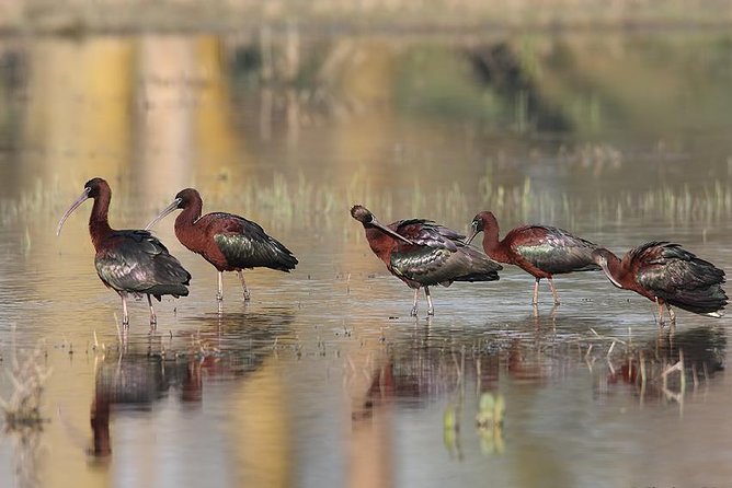 Two-day Birding Trip: Cape Kaliakra & Srebarna Lake - Accommodation and Meals