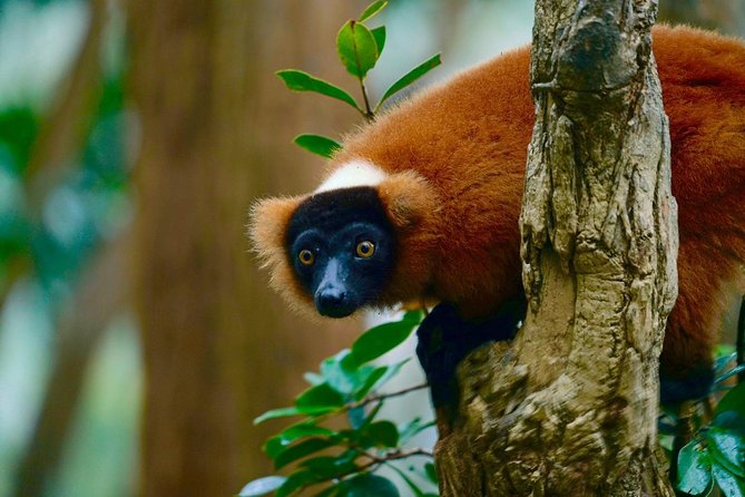 Two Days Tour to Andasibe NP - Inclusions and Pricing