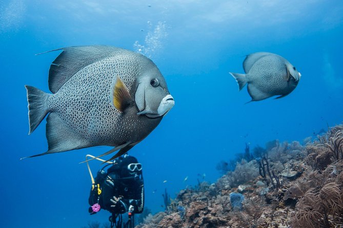 Two Tanks Local Diving for Certified Divers, SCUBA Gear Included - Meeting and Pickup Information