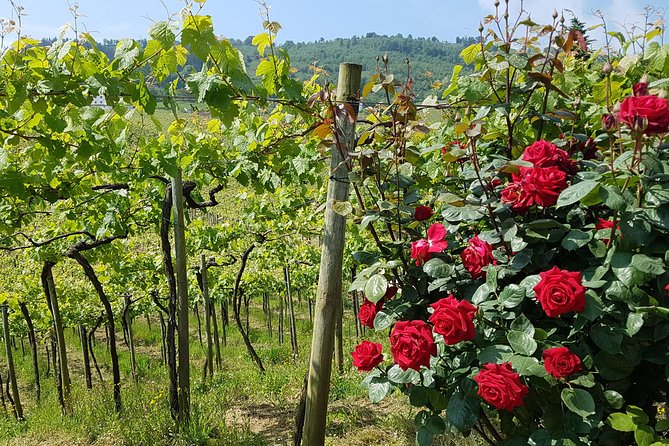 Txakoli Winery Tour Through the Coast From San Sebastian - Basque Culinary Delights Paired With Txakoli