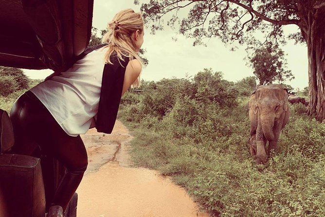 Udawalawe National Park Safari | From Mirissa | Galle | Weligama - Safari Experience Highlights